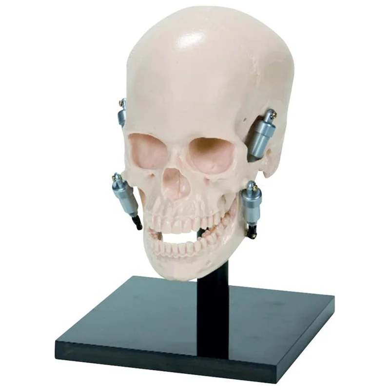 denta-tec-120260710212248692037