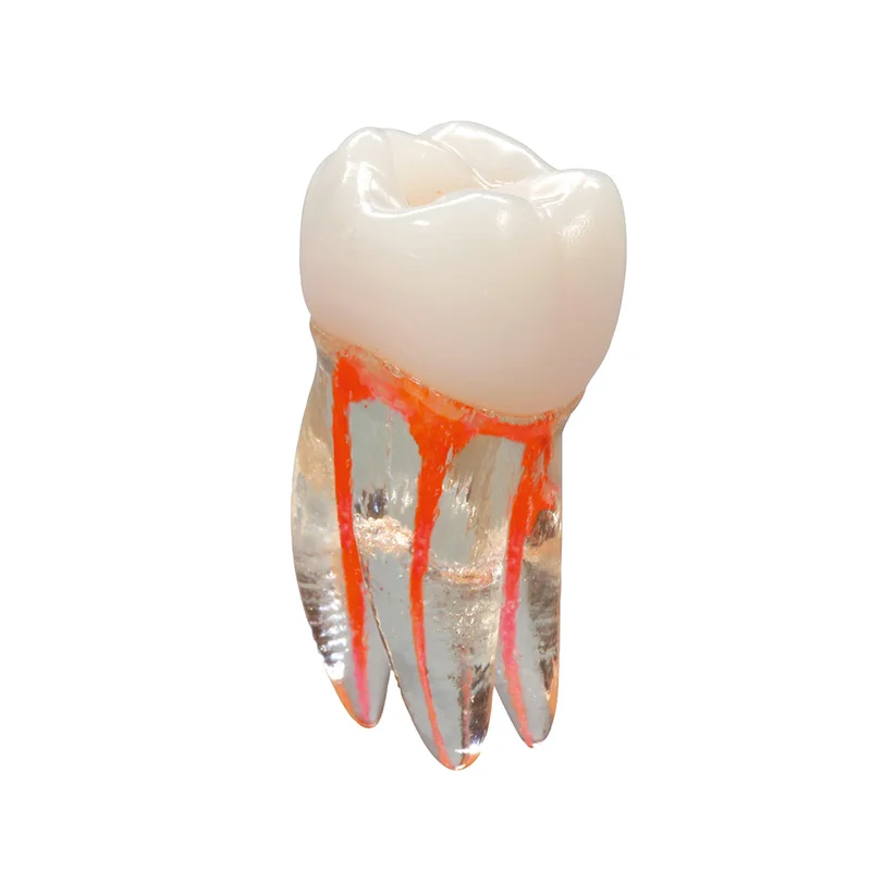 denta-tec-120260711141648834393