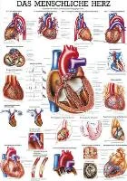 henryschein-med20260710195543676356